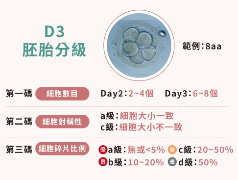 D3胚胎分級