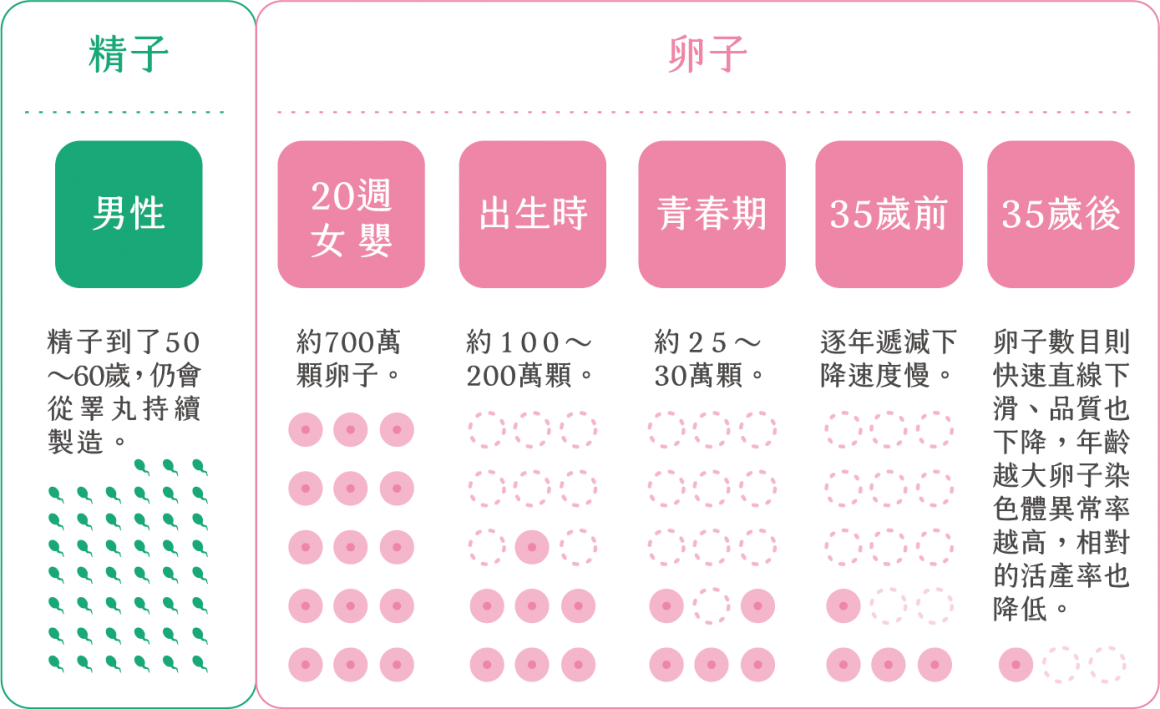 凍卵年齡與卵子品質數量的關係