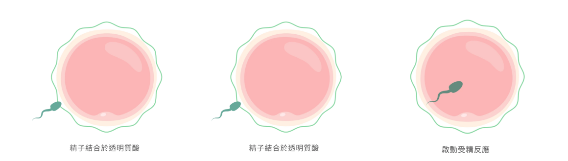 精子結合力檢查（Hyaluronan-binding Assay ，簡稱HBA）
