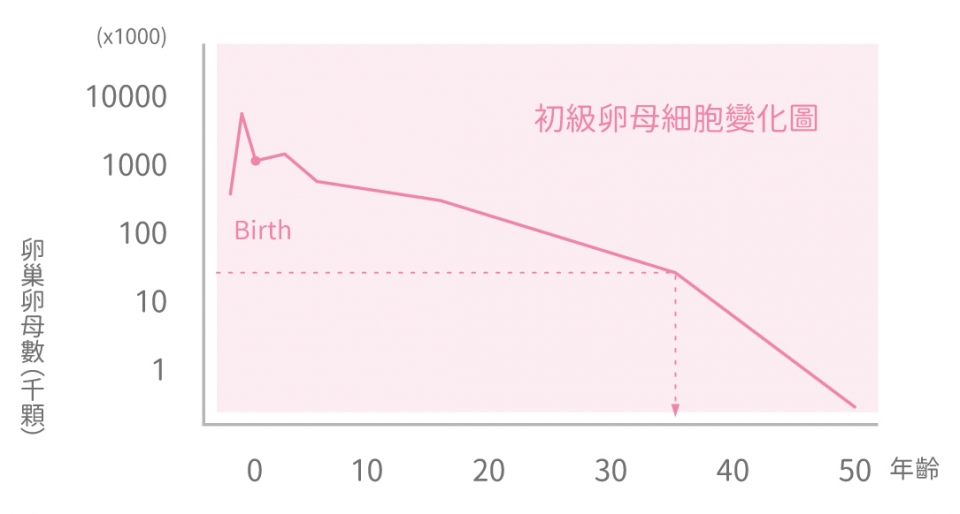 年齡對卵子質與量的影響：初級卵母細胞變化圖