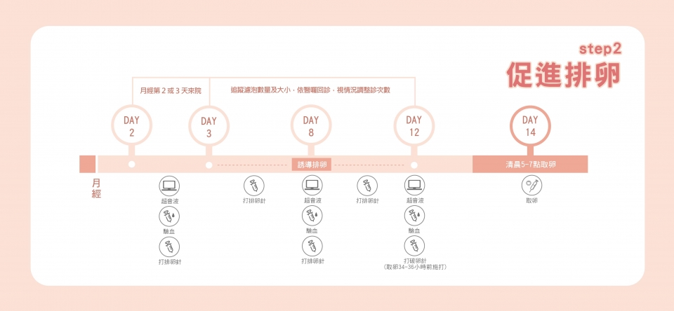 凍胚流程步驟2:促進排卵 凍胚流程步驟2:促進排卵
