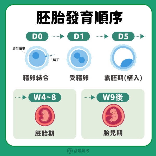 胚胎發育順序 胚胎發育順序